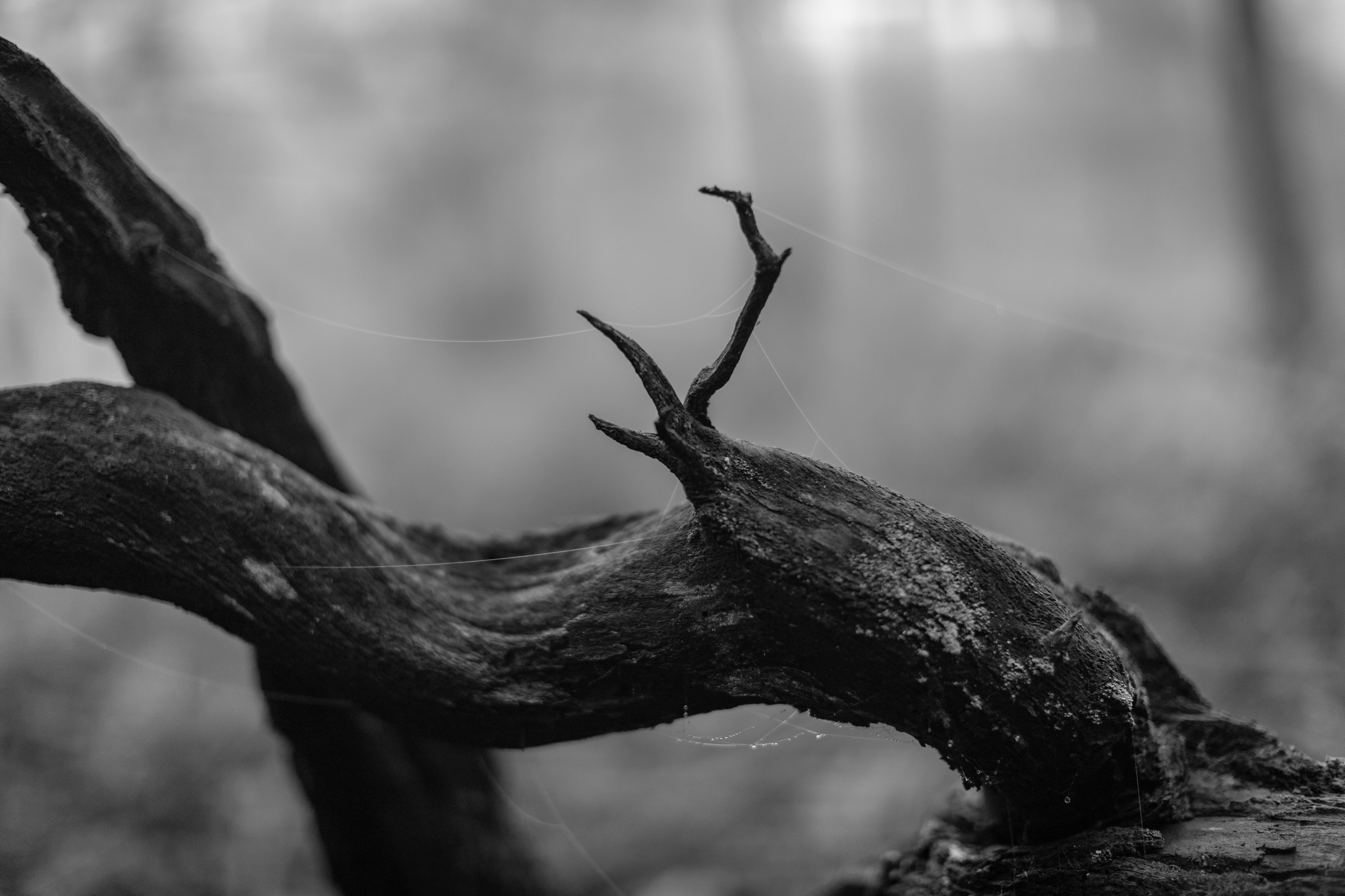 Escarpment Fog by Benjamin Erlandson — image 5 of 5