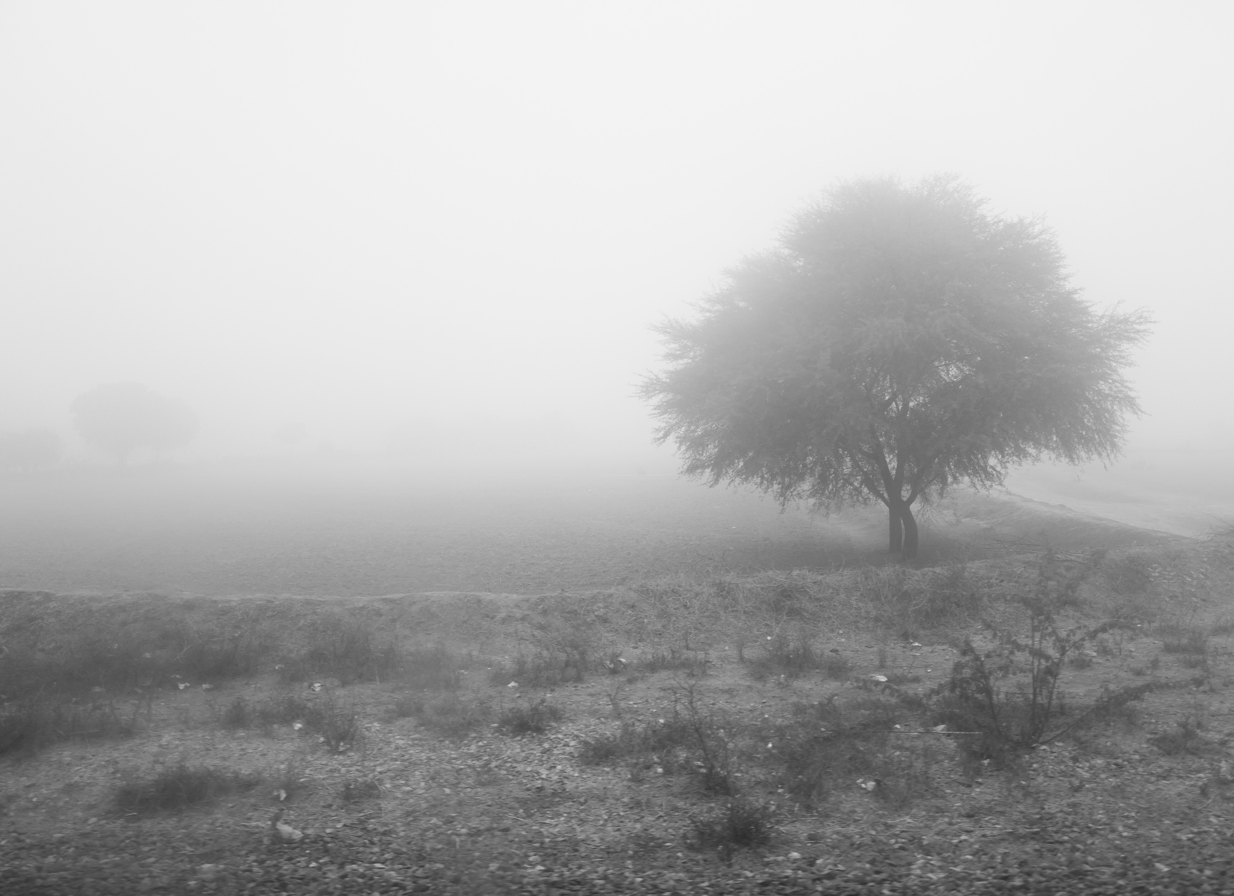 Dawn by Buku Sarkar — image 4 of 4