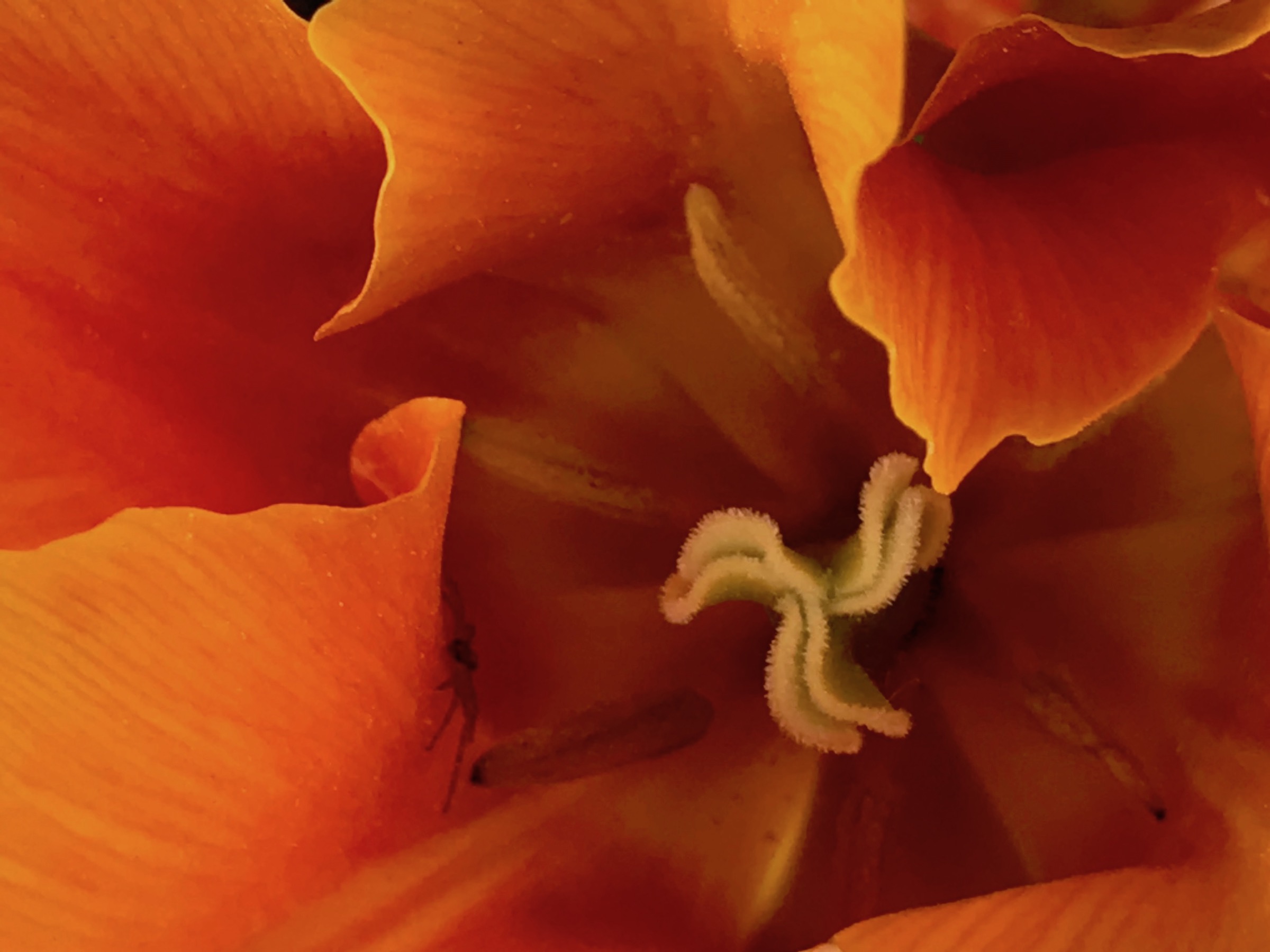 Lone Worshiper by Sarah Deckro — image 5 of 5