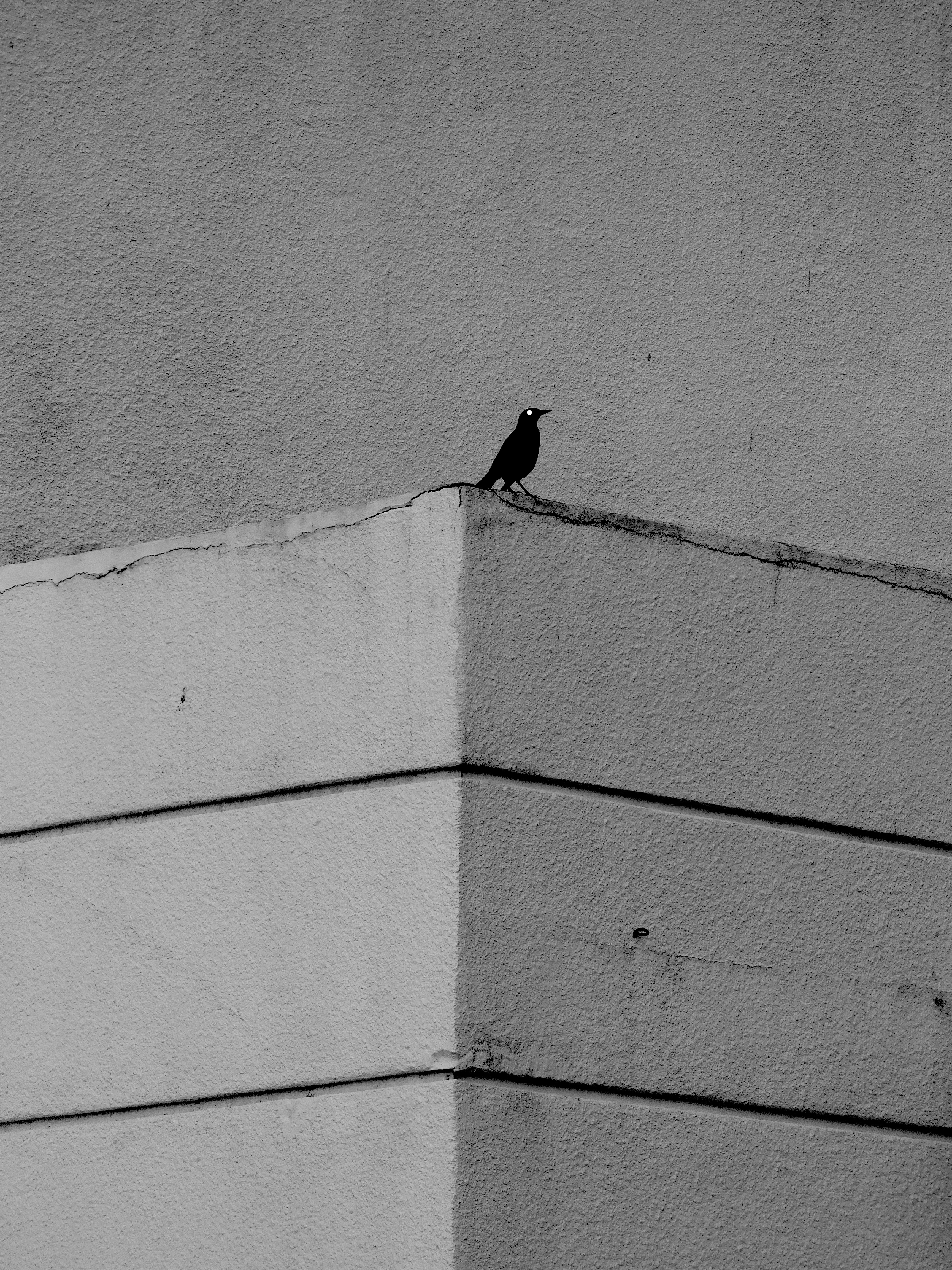 The Birds by Jonathan Brooks — image 5 of 5