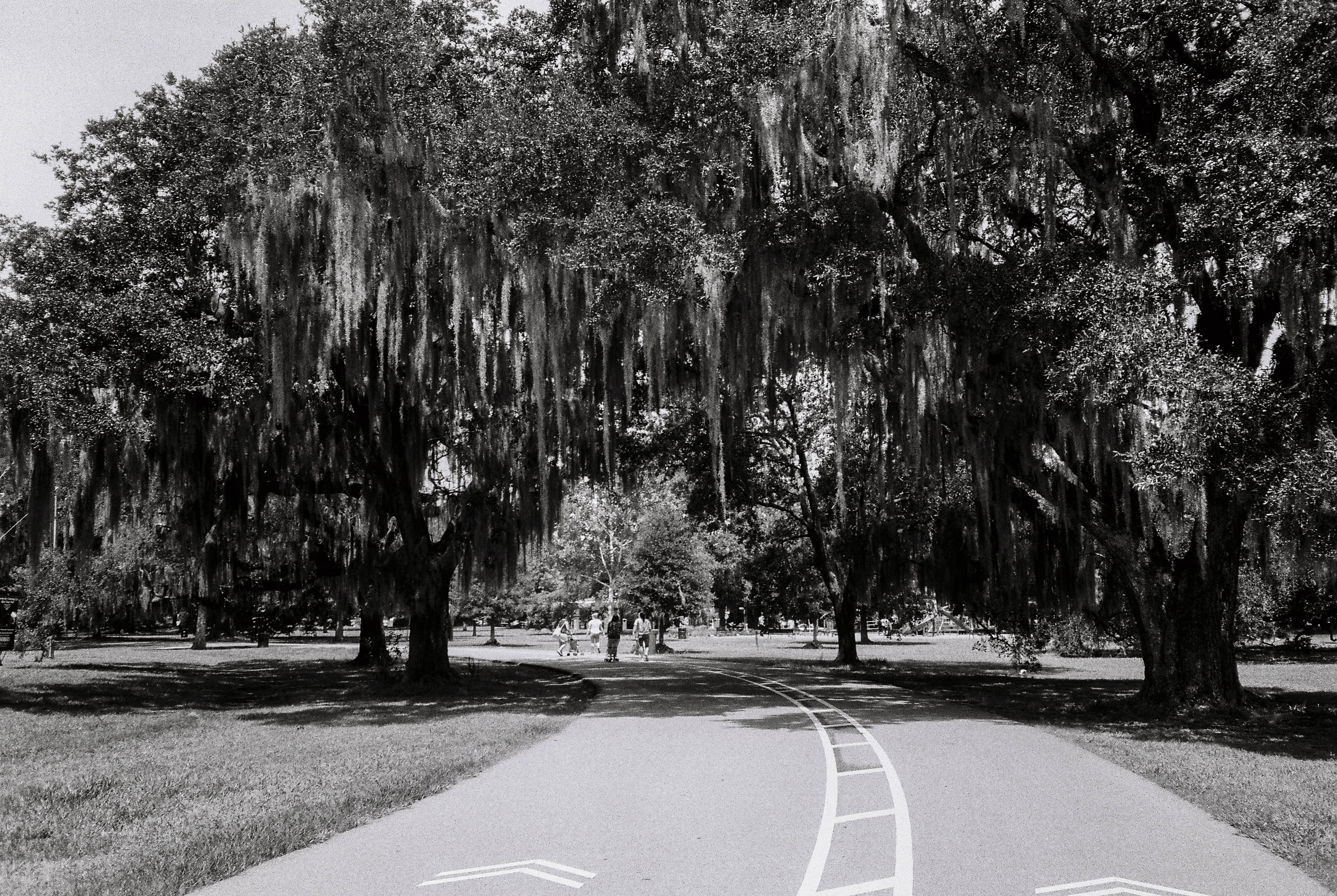 the trees won't let me forget by Audrey Arnold — image 5 of 5