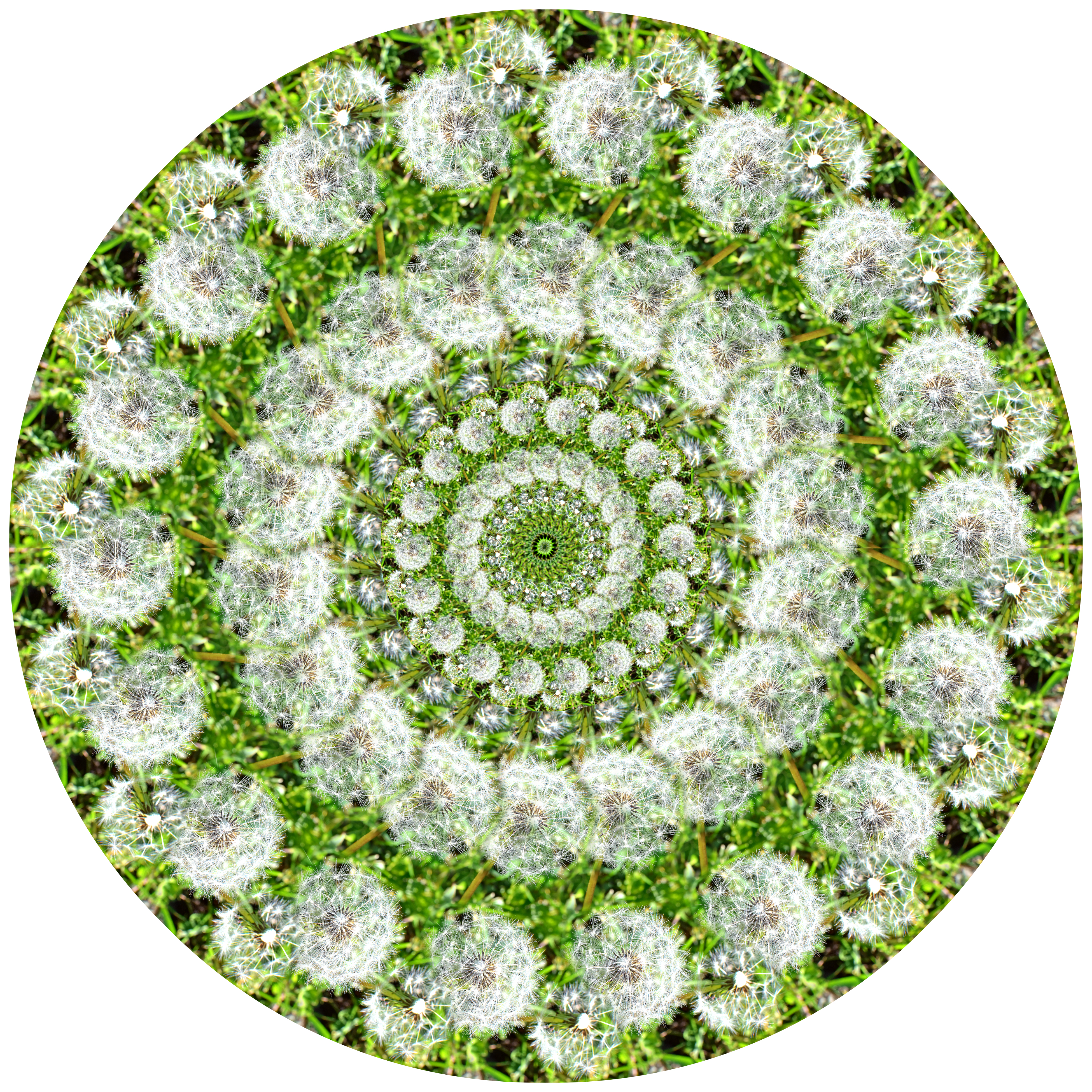 Flower Circles by Harold Olejarz — image 5 of 6