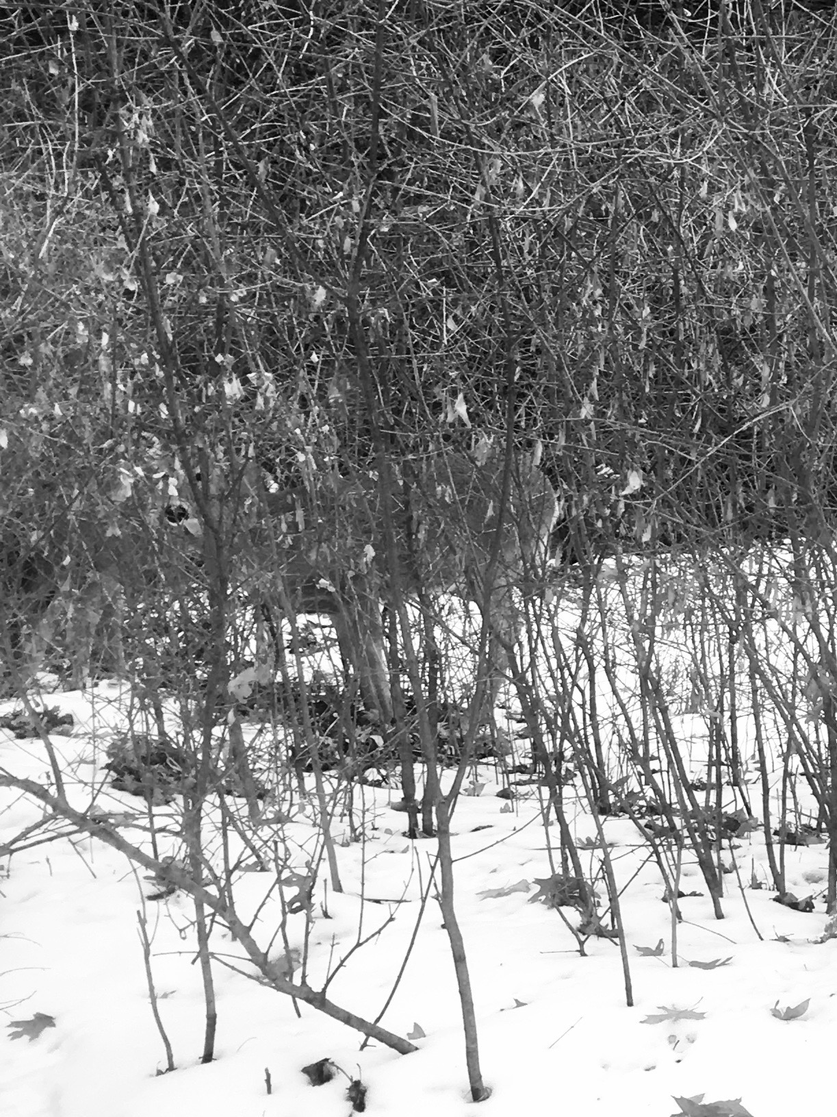 Winter Ideas by Martha Nance — image 5 of 5