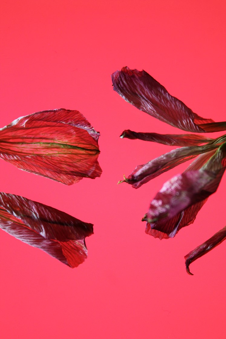 Garden Variety by Jury S. Judge — image 5 of 5