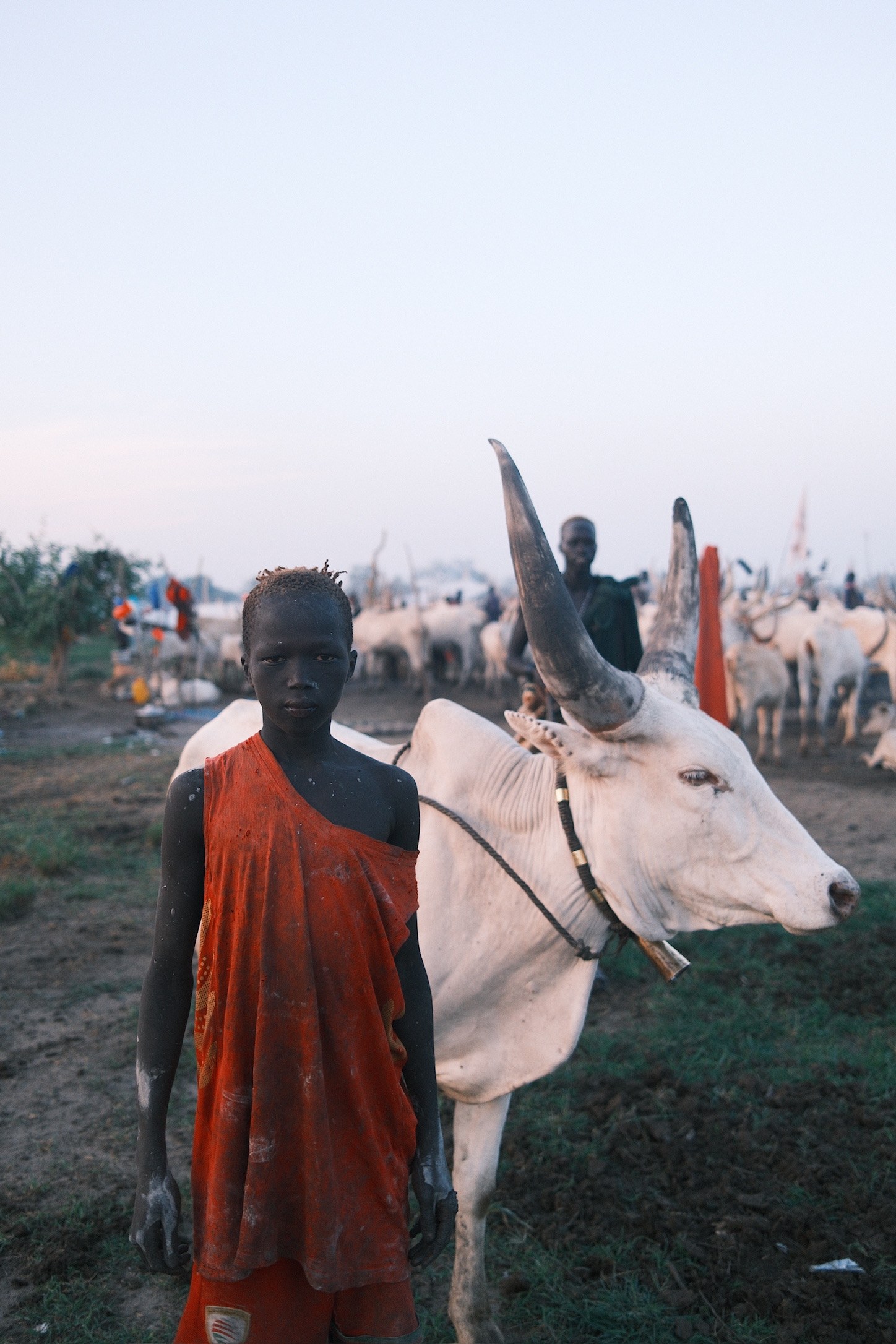 Boy in red with Ankole ox at dusk